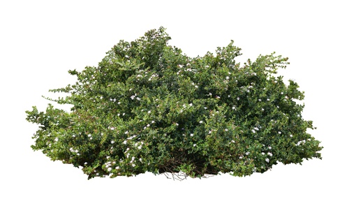 shutterstock 1717057321